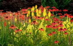 Tomato Soup Coneflower (Echinacea) - 1 Gallon Pot -Garden Supplies Sales 2024 echinacea tomato soup coneflower 5
