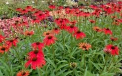 Tomato Soup Coneflower (Echinacea) - 1 Gallon Pot -Garden Supplies Sales 2024 echinacea tomato soup coneflower 6