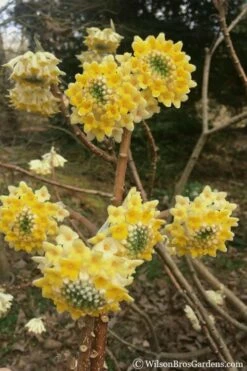 Edgeworthia Chrysantha - Paper Bush - 1 Gallon Pot -Garden Supplies Sales 2024 edgeworthia chrysantha 200
