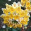 Edgeworthia Chrysantha Paper Bush - 7 Gallon Pot -Garden Supplies Sales 2024 edgeworthia chrysantha 201 1