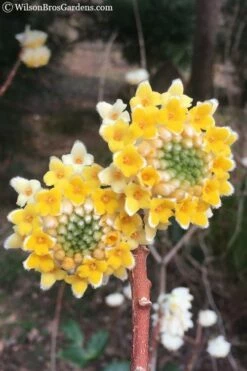 Edgeworthia Chrysantha Paper Bush - 7 Gallon Pot -Garden Supplies Sales 2024 edgeworthia chrysantha 202 1