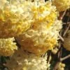 Snow Cream Edgeworthia Paper Bush - 3 Gallon 2 Snow Cream Edgeworthia Paper Bush - 3 Gallon -Garden Supplies Sales 2024 edgeworthia snow cream 1