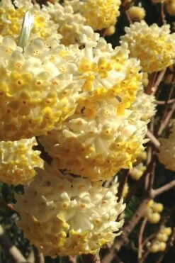 Snow Cream Edgeworthia Paper Bush - 3 Gallon