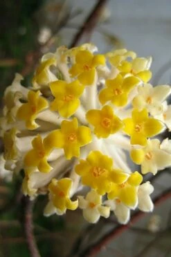 Snow Cream Edgeworthia Paper Bush - 3 Gallon -Garden Supplies Sales 2024 edgeworthia snow cream 10