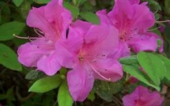 Autumn Amethyst Encore Azalea - 2 Gallon Pot -Garden Supplies Sales 2024 encore azalea amethyst 3