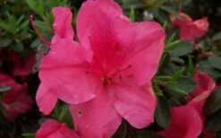 Autumn Carnival Encore Azalea - 2 Gallon Pot -Garden Supplies Sales 2024 encore azalea autumn carnival 1