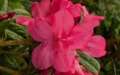 Autumn Jewel Encore Azalea - 2 Gallon Pot -Garden Supplies Sales 2024 encore azalea autumn jewel
