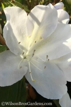 Autumn Lily Encore Azalea - 2 Gallon Pot