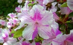 Autumn Twist Encore Azalea - 6 Pack Of 1 Gallon Pots -Garden Supplies Sales 2024 encore azalea autumn twist