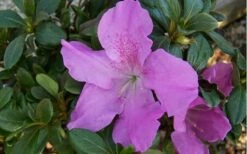 Autumn Lilac Encore Azalea - 6 Pack Of 1 Gallon Pots -Garden Supplies Sales 2024 encore azalea autumnlilac 1