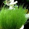 Dwarf Horsetail Reed Grass (Equisetum Scirpoides) - 1 Gallon Pot