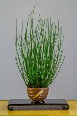 Dwarf Horsetail Reed Grass (Equisetum Scirpoides) - 1 Gallon Pot -Garden Supplies Sales 2024 equisetum scirpoides dwarf horsertail grass 2