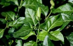 Purple Wintercreeper (Euonymus Fortunei 'Coloratus') - 6 Pack Of Pint Pots -Garden Supplies Sales 2024 euonymus fortunei coloratus purple wintercreeper 1