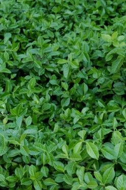 Purple Wintercreeper (Euonymus Fortunei 'Coloratus') - 6 Pack Of Pint Pots -Garden Supplies Sales 2024 euonymus fortunei coloratus purple wintercreeper 2