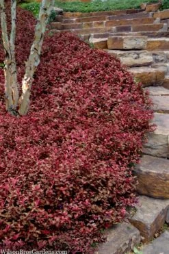 Purple Wintercreeper - Euonymus Fortunei Coloratus - 3 Pack Of Pint Pots
