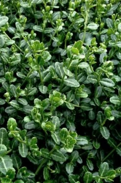 Kewensis Euonymus (Miniature Wintercreeper) - 6 Pack Of Pint Pots -Garden Supplies Sales 2024 euonymus fortunei kewensis miniature wintercreeper 5