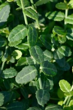 Kewensis Euonymus (Miniature Wintercreeper) - 6 Pack Of Pint Pots -Garden Supplies Sales 2024 euonymus fortunei kewensis miniature wintercreeper 6