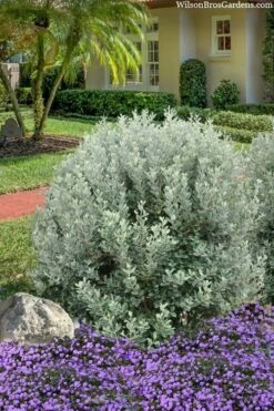 Bambina Dwarf Pineapple Guava (Feijoa Sellowiana ' Tharfiona') - 3 Gallon Pot -Garden Supplies Sales 2024 feijoa sellowiana tharfiona bambina pineapple guava 3