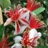 Bambina Dwarf Pineapple Guava (Feijoa Sellowiana ' Tharfiona') - 3 Gallon Pot -Garden Supplies Sales 2024 feijoa sellowiana tharfiona bambina pineapple guava 4