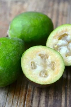 Bambina Dwarf Pineapple Guava (Feijoa Sellowiana ' Tharfiona') - 3 Gallon Pot -Garden Supplies Sales 2024 feijoa sellowiana tharfiona bambina pineapple guava 5