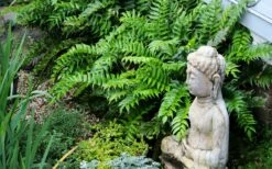 Japanese Holly Fern - Cyrtomium Falcatum 'Rochfordianum' - 2.5 Quart Pot -Garden Supplies Sales 2024 fern20holly203