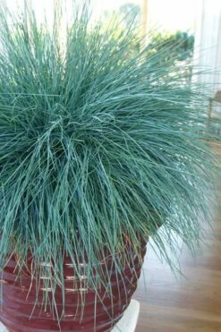 Beyond Blue Festuca (Fescue) - 6 Pack Of 1 Gallon Pots -Garden Supplies Sales 2024 festuca beyond blue fescue 101