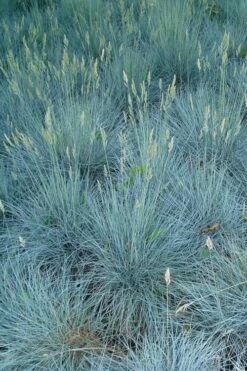 Beyond Blue Festuca (Fescue) - 6 Pack Of 1 Gallon Pots -Garden Supplies Sales 2024 festuca beyond blue fescue 102
