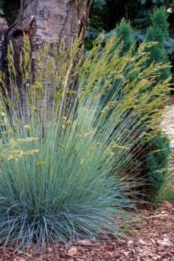 Blue Fescue Grass (Festuca Glauca) - 5 Pack Of Quart Pots -Garden Supplies Sales 2024 festuca glauca blue fescue grass 13 1