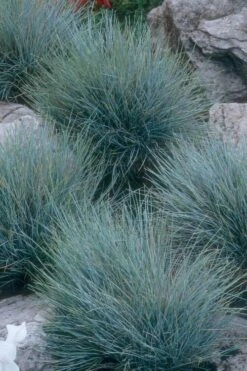 Blue Fescue Grass (Festuca Glauca) - 10 Pack Of Quart Pots -Garden Supplies Sales 2024 festuca glauca blue fescue grass 14