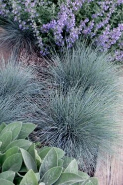 Blue Fescue Grass (Festuca Glauca) - 10 Pack Of Quart Pots -Garden Supplies Sales 2024 festuca glauca blue fescue grass 7