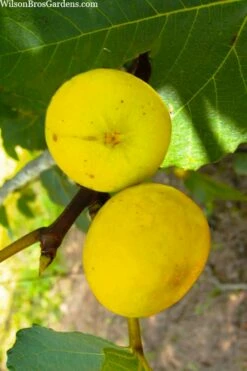 LSU Gold Fig Tree - 3 Gallon Pot -Garden Supplies Sales 2024 ficus carica lsu gold fig tree 1 1
