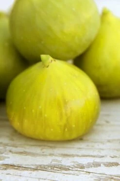 LSU Gold Fig Tree - 3 Gallon Pot -Garden Supplies Sales 2024 ficus carica lsu gold fig tree 2 1