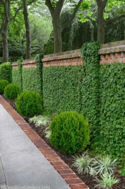 Creeping Fig - Ficus Pumila - 3 Pack Of Pint Pots -Garden Supplies Sales 2024 ficus pumila green creeping fig 100 1