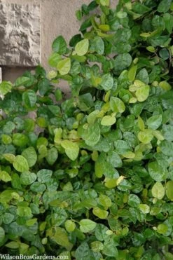 Creeping Fig (Ficus Pumila) - 5 Pack Of Quart Pots -Garden Supplies Sales 2024 ficus pumila green creeping fig 103