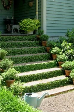 Creeping Fig (Ficus Pumila) - 5 Pack Of Quart Pots -Garden Supplies Sales 2024 ficus pumila green creeping fig 105