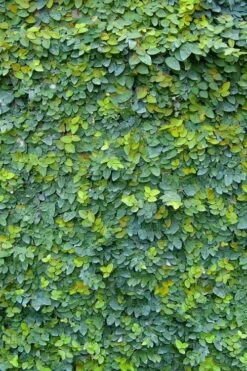 Creeping Fig (Ficus Pumila) - 5 Pack Of Quart Pots -Garden Supplies Sales 2024 ficus pumila green creeping fig 106