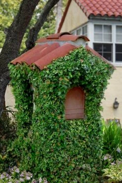 Creeping Fig - Ficus Pumila - 3 Pack Of Pint Pots -Garden Supplies Sales 2024 ficus pumila green creeping fig 107 1