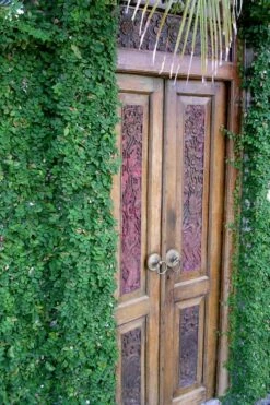 Creeping Fig - Ficus Pumila - 3 Pack Of Pint Pots -Garden Supplies Sales 2024 ficus pumila green creeping fig 108 1