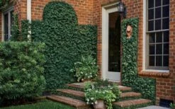 Creeping Fig - Ficus Pumila - 3 Pack Of Pint Pots -Garden Supplies Sales 2024 ficus pumila green creeping fig 109 1