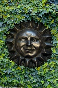 Creeping Fig (Ficus Pumila) - 5 Pack Of Quart Pots -Garden Supplies Sales 2024 ficus pumila green creeping fig 110