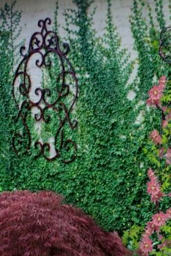 Creeping Fig (Ficus Pumila) - 5 Pack Of Quart Pots -Garden Supplies Sales 2024 ficus pumila green creeping fig 112