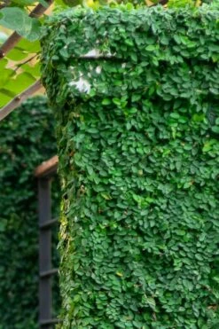 Creeping Fig (Ficus Pumila) - 5 Pack Of Quart Pots -Garden Supplies Sales 2024 ficus pumila green creeping fig 113