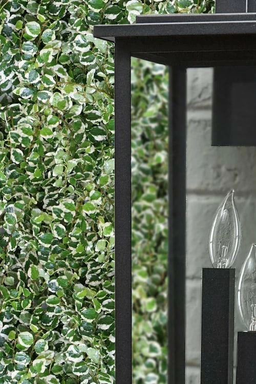 Variegated Creeping Fig - Ficus pumila 'Variegata' - 5 Pack of Pint Pots Variegated Creeping Fig - Ficus Pumila 'Variegata' - 5 Pack Of Pint Pots -Garden Supplies Sales 2024 ficus pumila variegata creeping fig 101 1