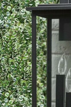 Variegated Creeping Fig - Ficus Pumila 'Variegata' - 6 Pack Of Pint Pots -Garden Supplies Sales 2024 ficus pumila variegata creeping fig 101