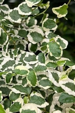 Variegated Creeping Fig - Ficus Pumila 'Variegata' - 5 Pack Of Pint Pots