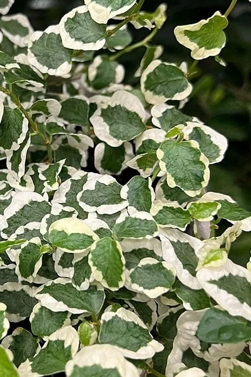Variegated Creeping Fig - Ficus pumila 'Variegata' - 5 Pack of Pint Pots Variegated Creeping Fig - Ficus Pumila 'Variegata' - 5 Pack Of Pint Pots -Garden Supplies Sales 2024 ficus pumila variegata creeping fig 103 1