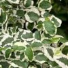 Variegated Creeping Fig - Ficus Pumila 'Variegata' - 6 Pack Of Pint Pots -Garden Supplies Sales 2024 ficus pumila variegata creeping fig 103