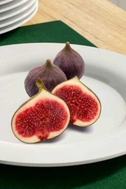 Texas Everbearing Fig Tree - 3 Gallon Pot -Garden Supplies Sales 2024 fig texas everbearing 11