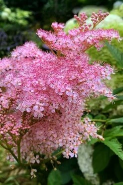 Venusta Queen Of The Prairie (Filipendula) - 1 Gallon Pot -Garden Supplies Sales 2024 filipendula rubra venusta queen of the prairie 1