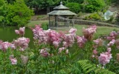 Venusta Queen Of The Prairie (Filipendula) - 1 Gallon Pot -Garden Supplies Sales 2024 filipendula rubra venusta queen of the prairie 3